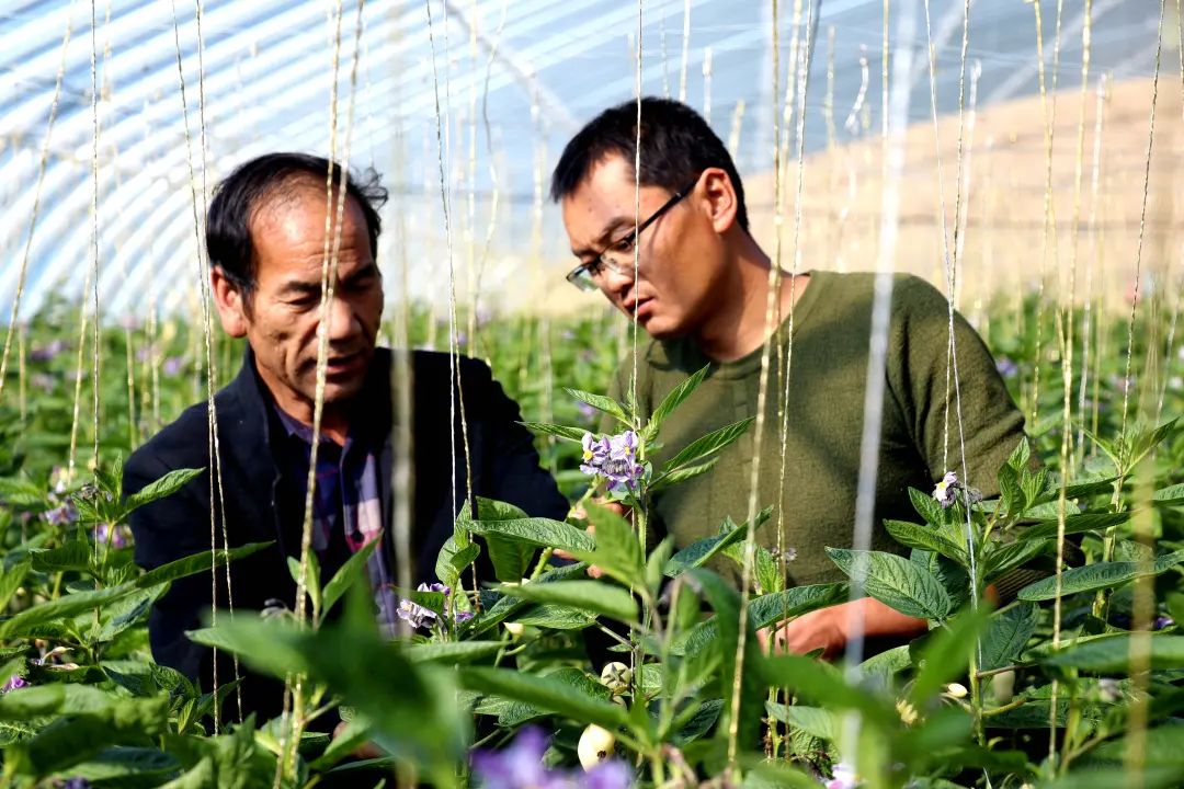 民勤县农业农村局副局长陈芳介绍说,农家肥还田成"宝",使得人畜粪污"