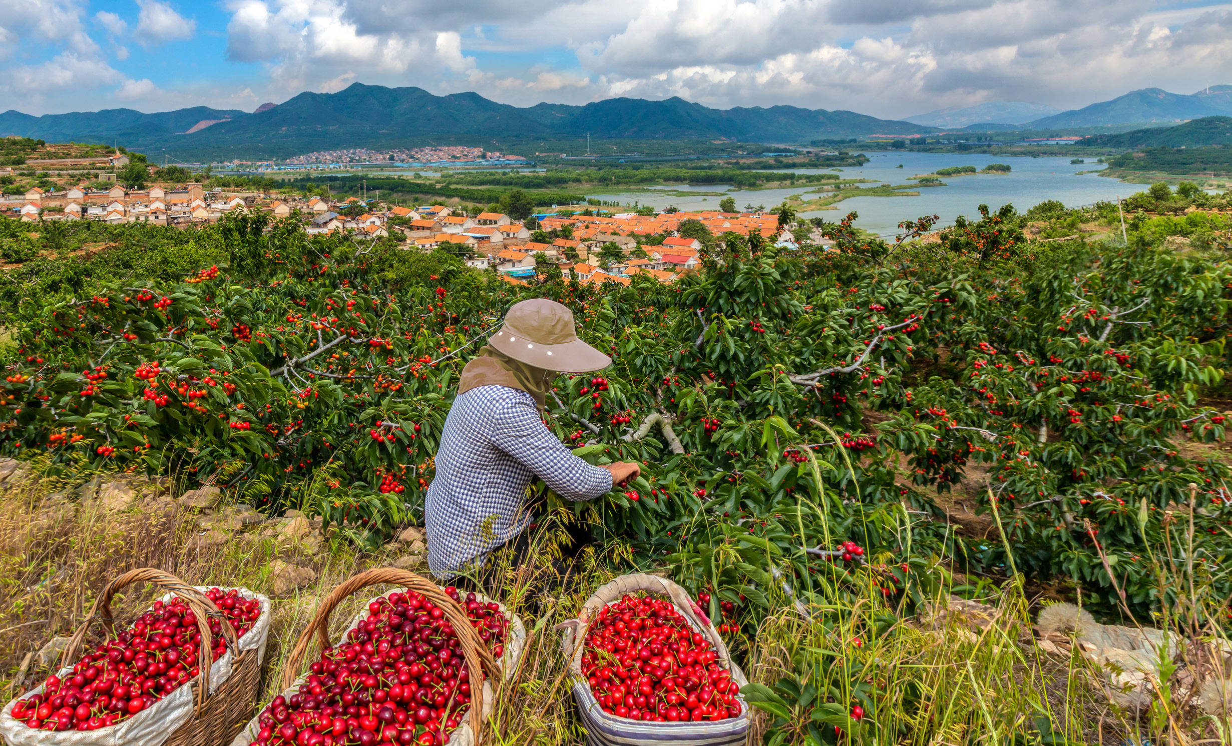 福山大樱桃,何以最鲜甜?
