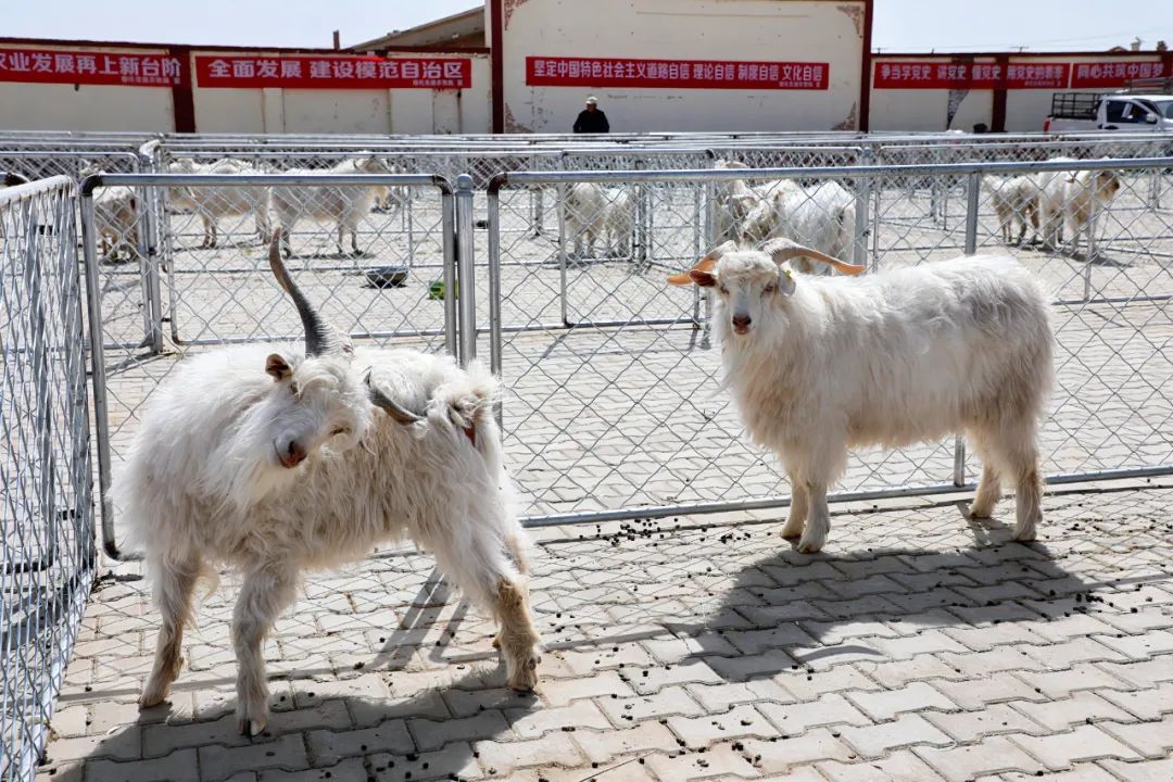 本次活动共包含阿尔巴斯绒山羊种羊评比大会,农牧业机械展,活畜交易三