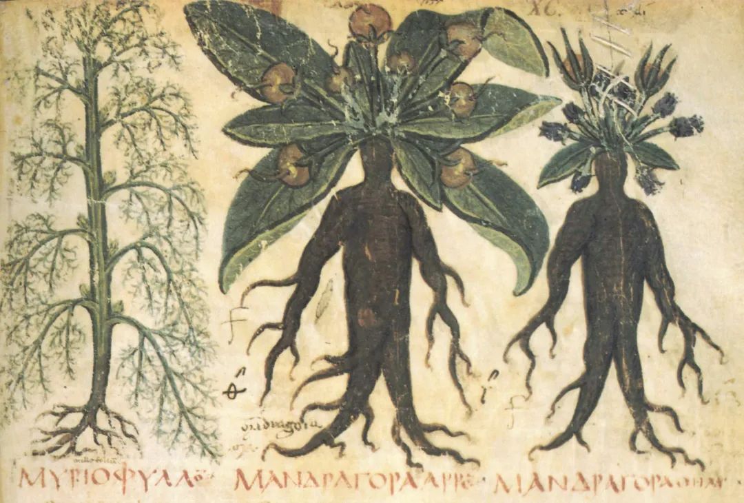 爱情咒语与致命的尖叫