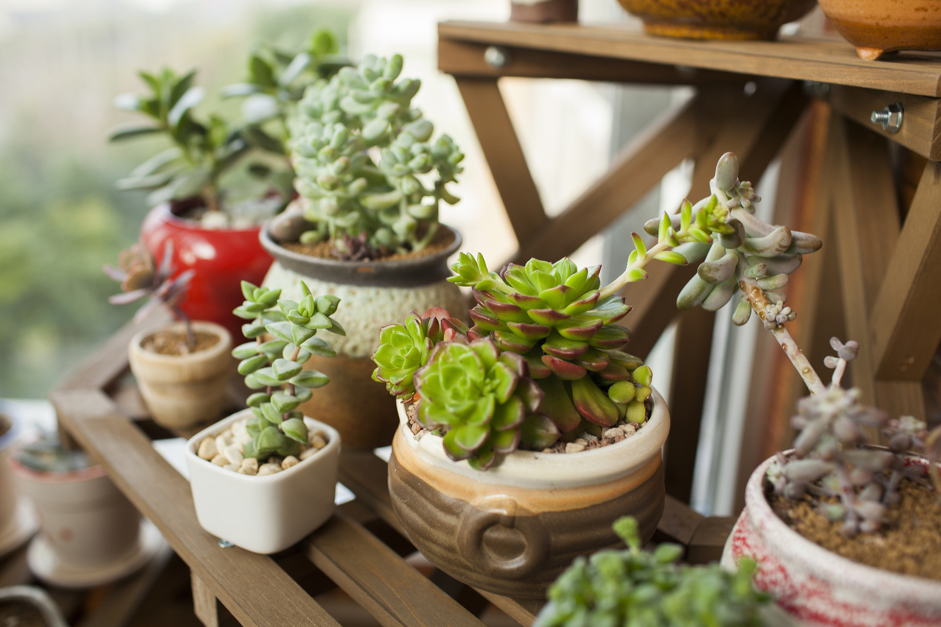 三次偷走16盆多肉,该不该批捕