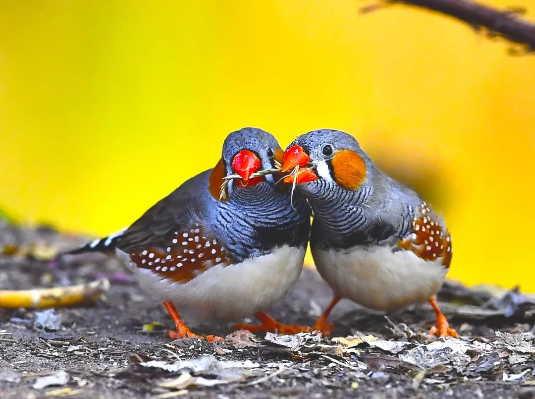 影 | 像 @马建平 摄影《红嘴相思鸟》(雀形目噪鹛科相思鸟属的鸟类