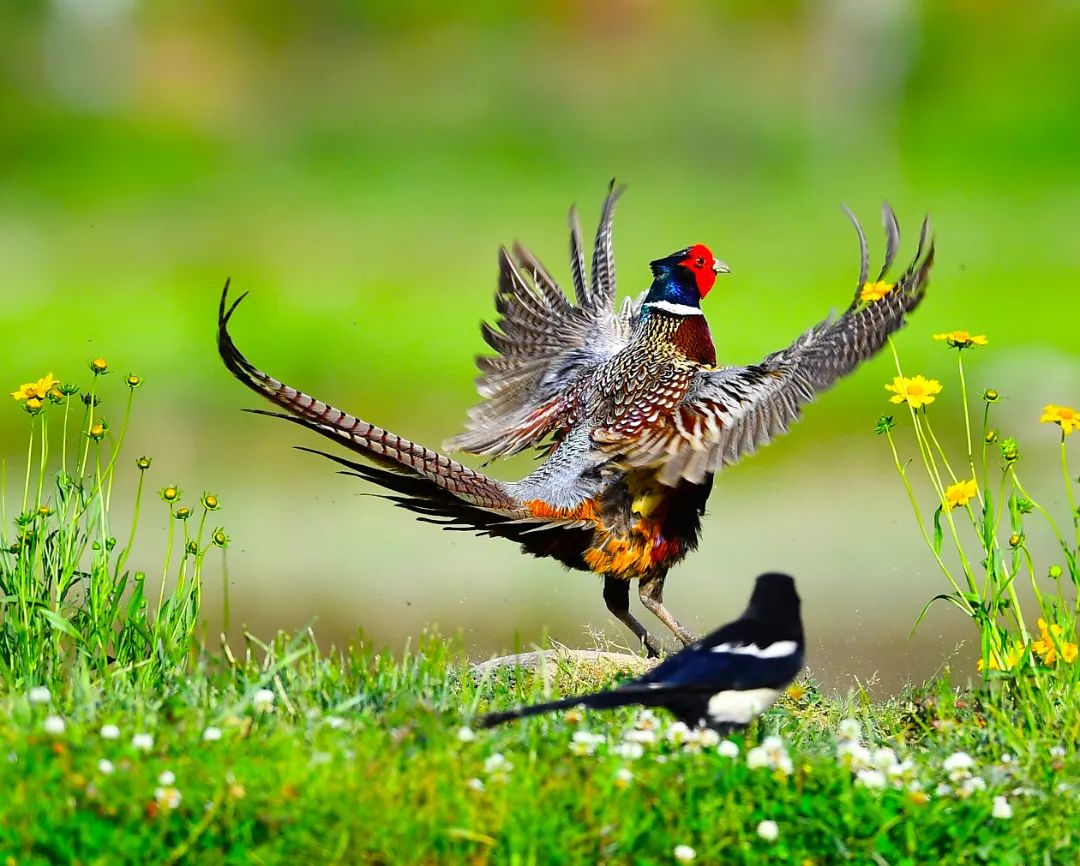 拾 | 光 | 影 | 像 @马建平 摄影《白鹇》(鸡形目雉科鹇属的鸟类,国家