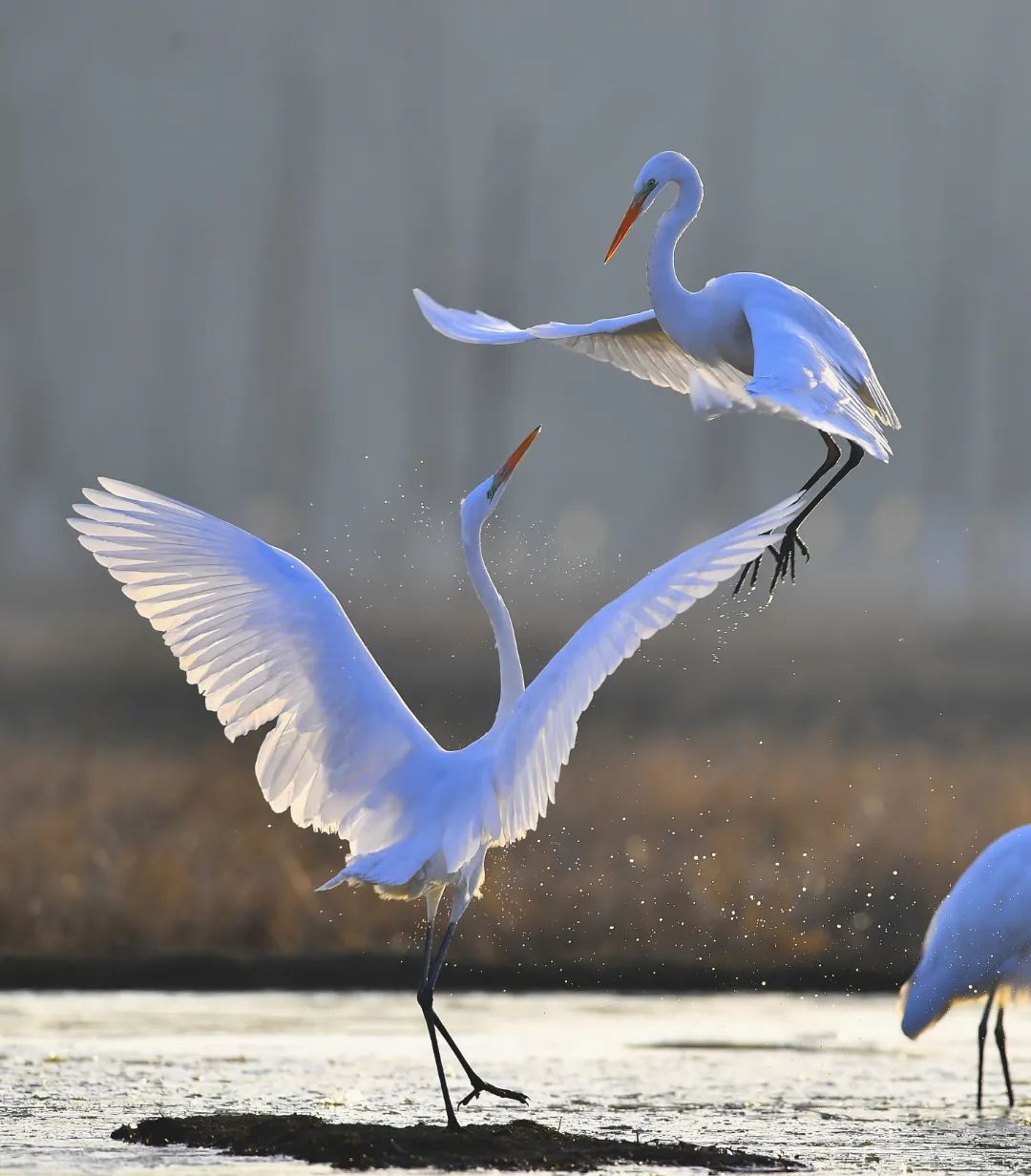 拾 | 光 | 影 | 像 @马建平 摄影《大白鹭》(鹈形目鹭科鹭属的鸟类