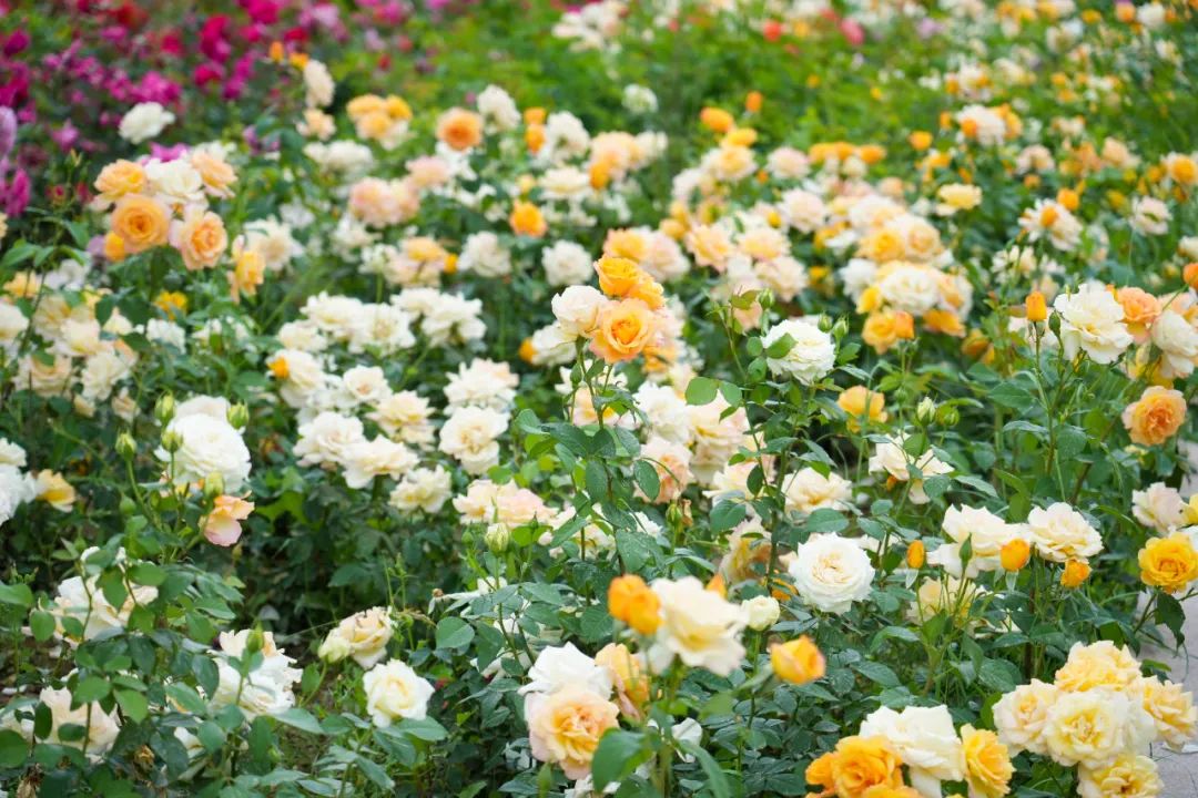 【原创】金昌玫瑰谷里好风光,花香景美醉游人