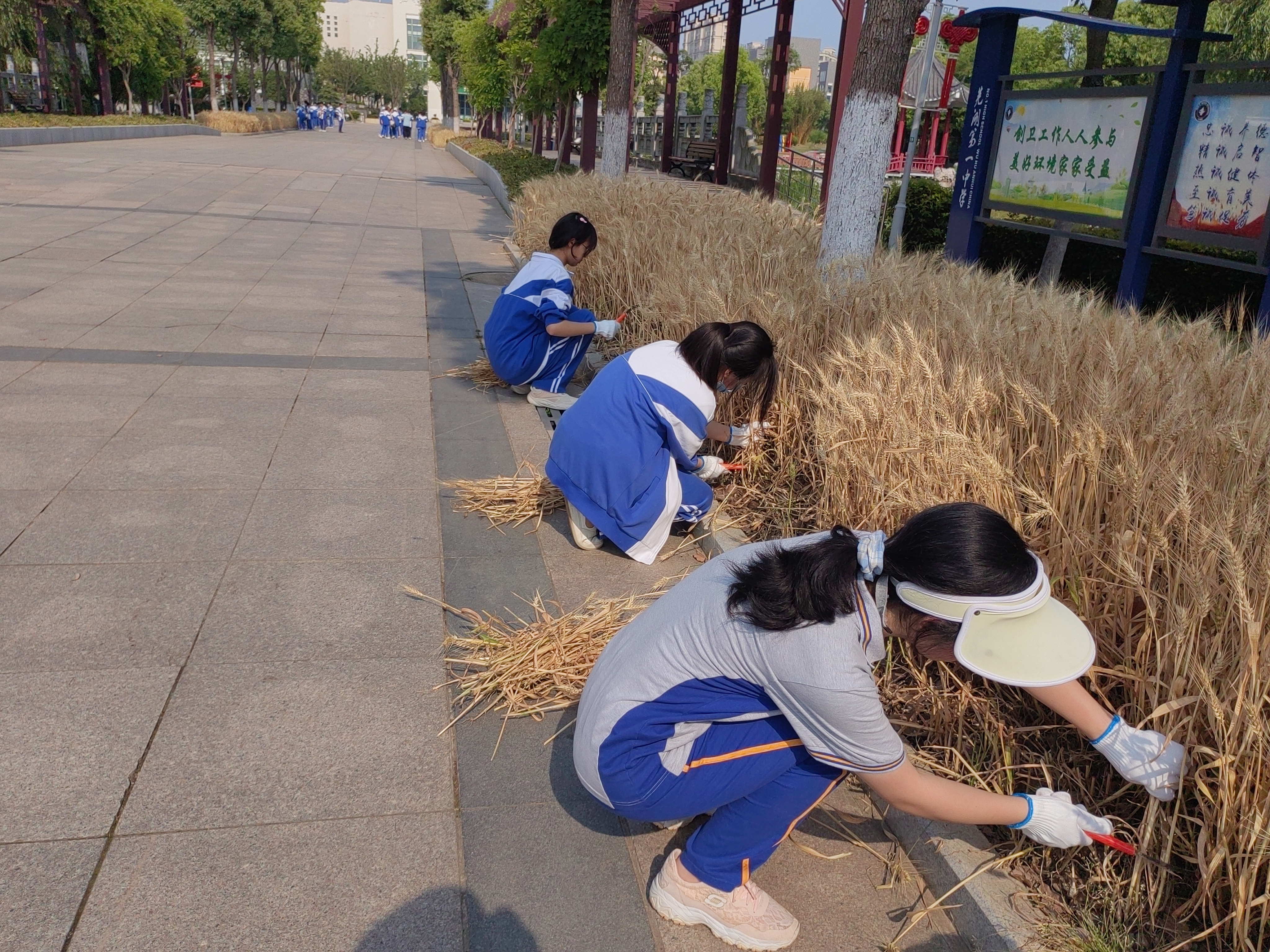 芜湖一中的麦子,熟了!
