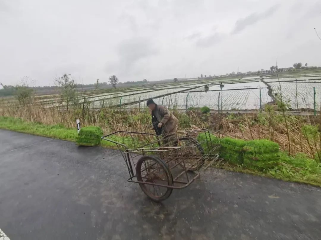 梅河口分局:手推车载秧苗入高速 春耕农忙要兼顾安全|安全警示