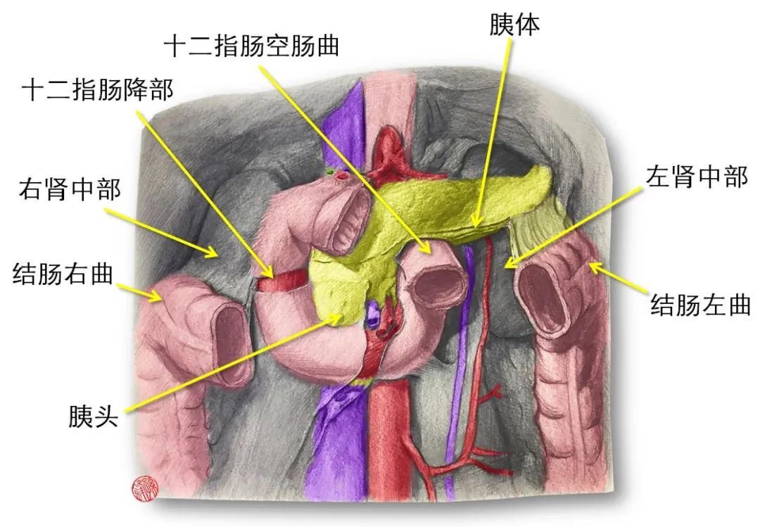 医学笔记︱结肠应用解剖的四个要点