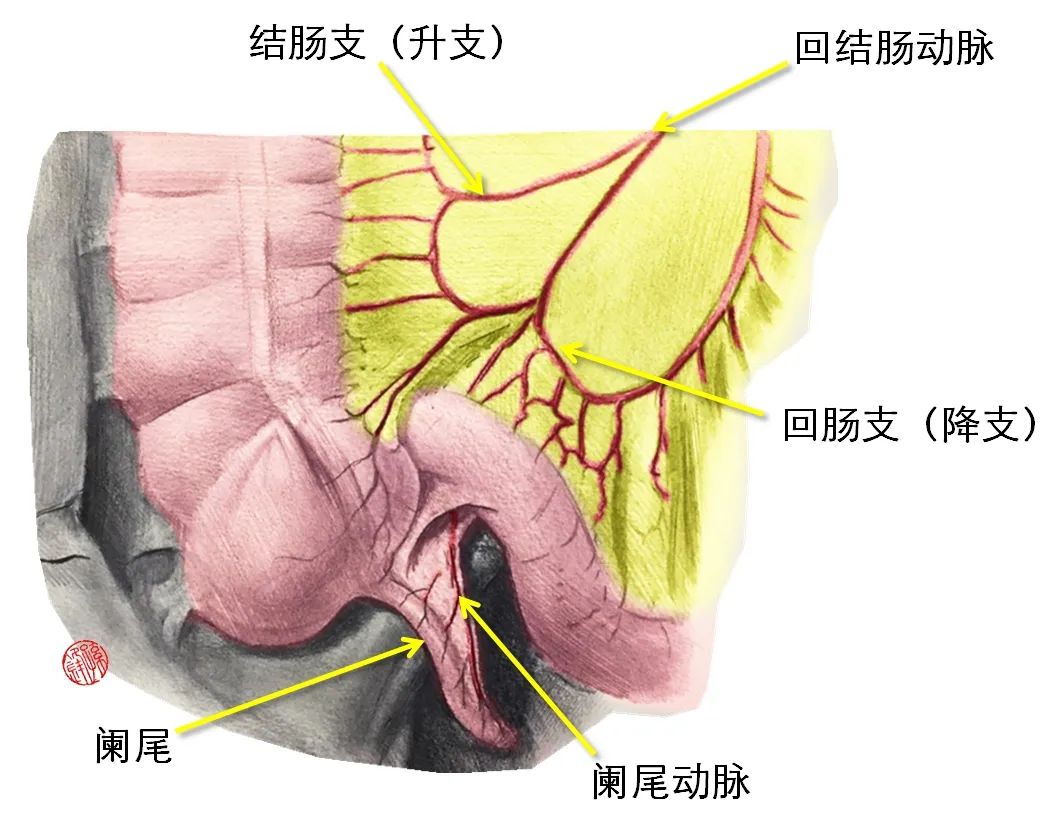 结肠的部位图图片