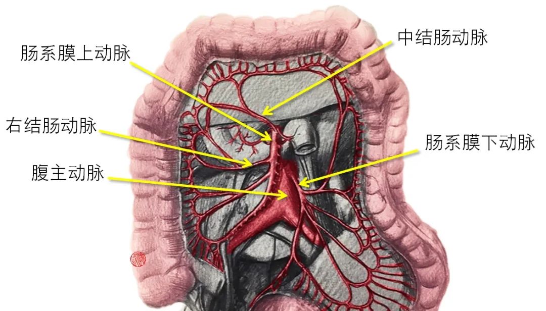 结肠动脉:在胰颈下缘处起自肠系膜上动脉,发出后立即进入横结肠系膜内