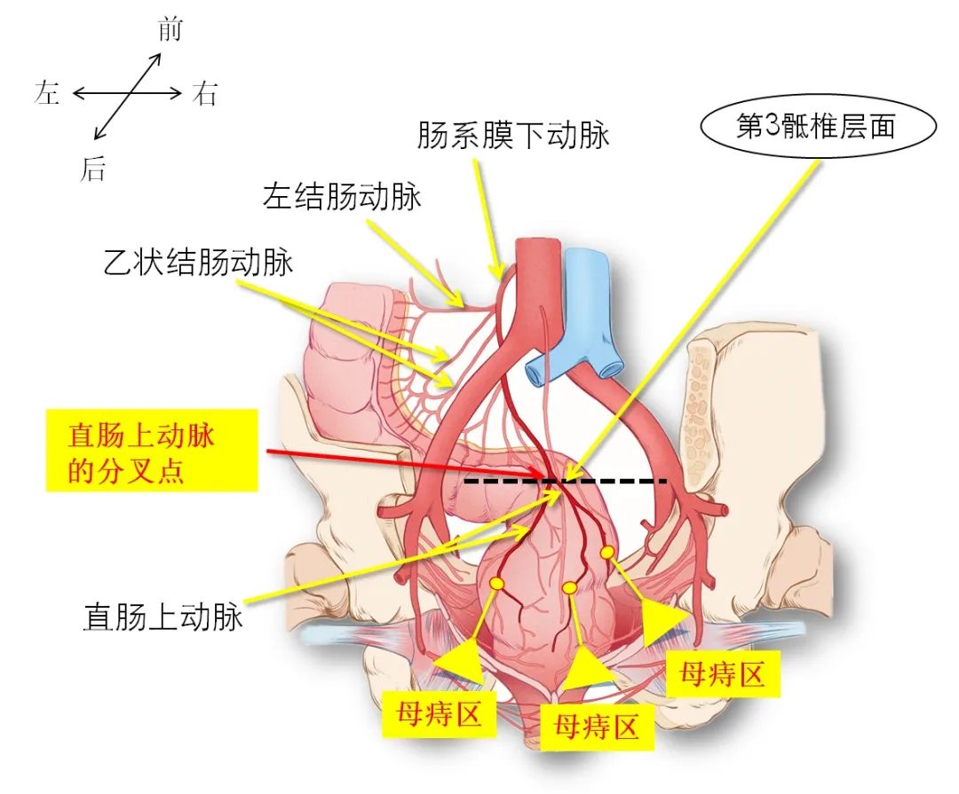 左肠系膜窦图片
