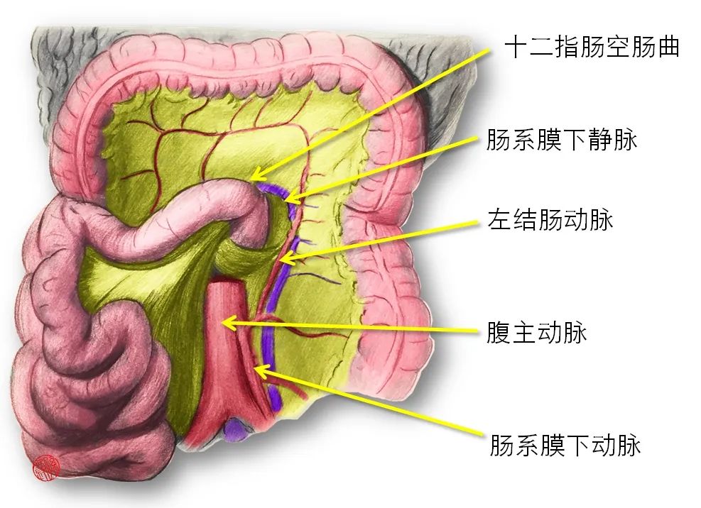 右结肠旁沟图片