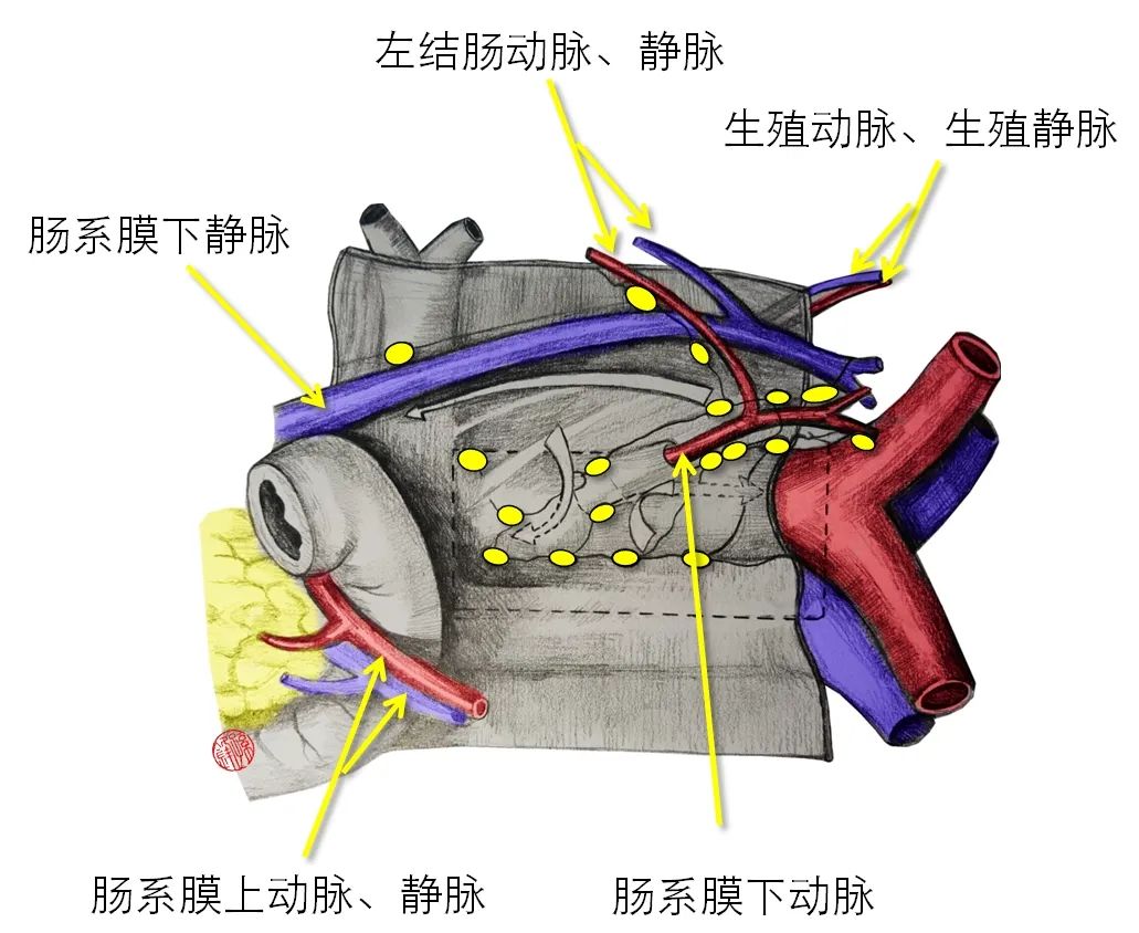 医学笔记︱结肠应用解剖的四个要点