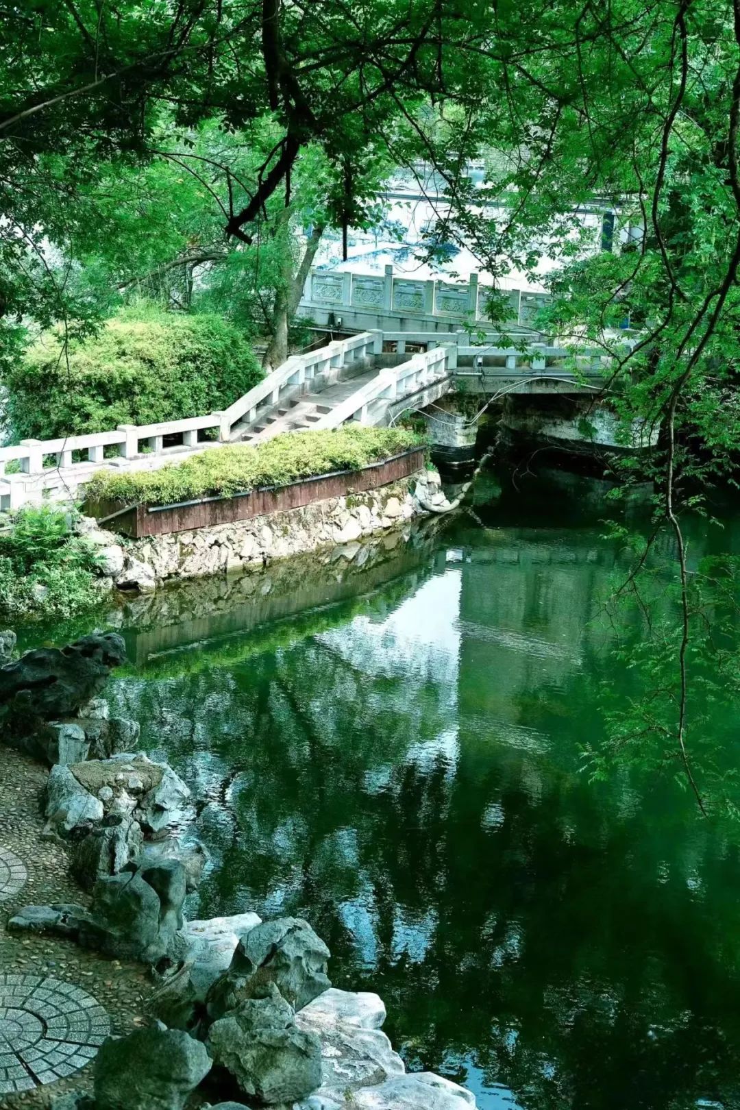 八一公园walk | 夹竹桃花开,初夏氛围感满满!