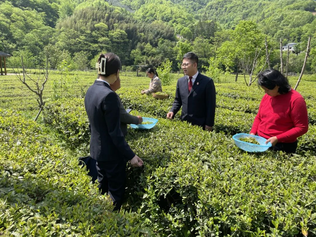 资源,将非诉讼纠纷解决机制挺在前端,是阳坝茶园法庭成功化解涉茶纠纷