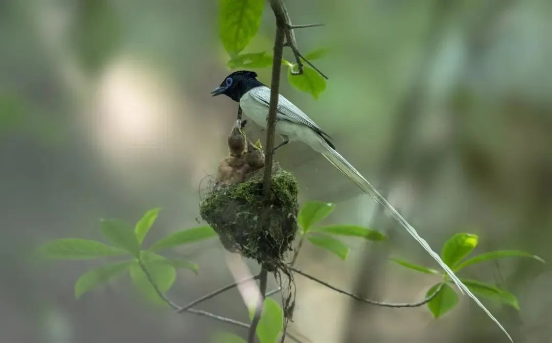 活动招募丨儿童节来西溪湿地观鸟吧!
