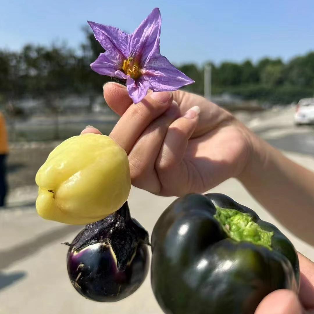 开园首月,世园会温江分会场入园游客近74万!