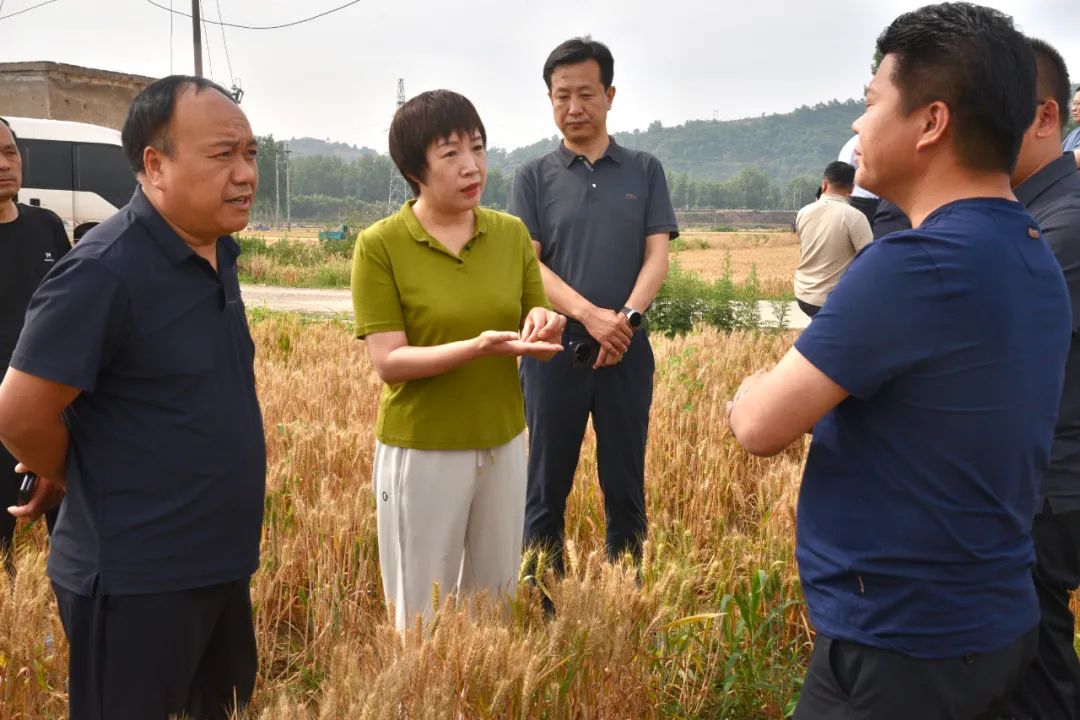 张丽娟到部分乡镇调研高标准农田规划建设等工作