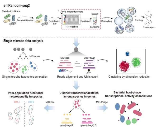 微生物组样本的单细胞转录组测序因样本中菌群的复杂性和不同物种rna