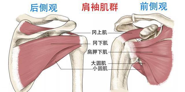 肩关节内旋外旋肌肉图片