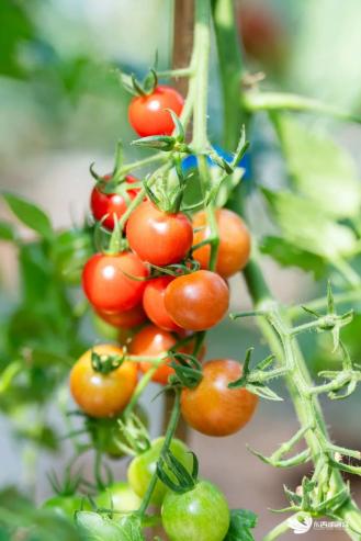 华豆源都市农业科技产业园位于赛事景区附近,是亲子采摘的好去处.