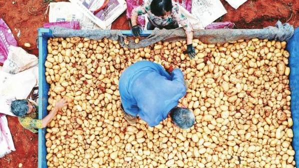 湖南郴州嘉禾县：种植土豆，村民增收