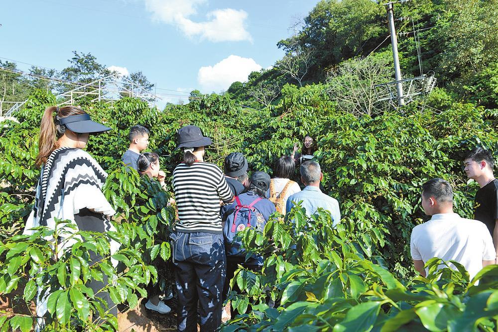 咖啡种植区域图片