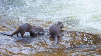 世界水獭日：认识、保护水獭 | 生物多样性百科全书