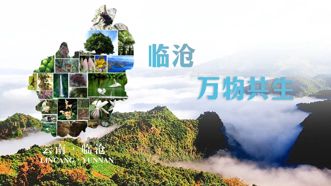 这幅美好画面,崇明"兄弟家"也有!