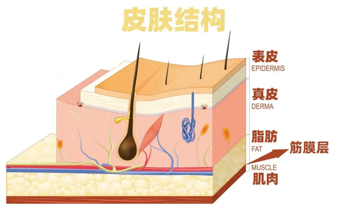 皮肤纹理走向图片