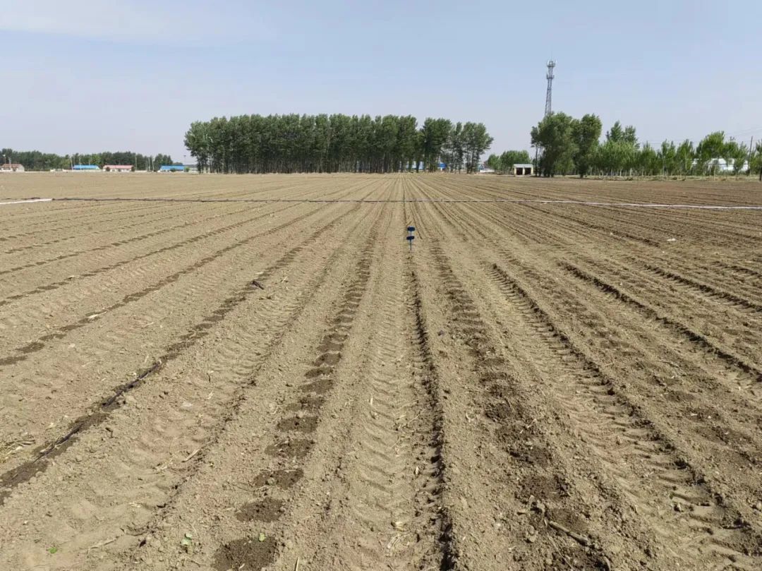 粮田变"良田"!补"营养"的风吹到了"大粮仓"