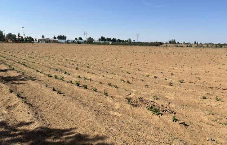 甚?长势好 不浇水 还防沙? 看看鄂托克前旗种植界的"白富美"