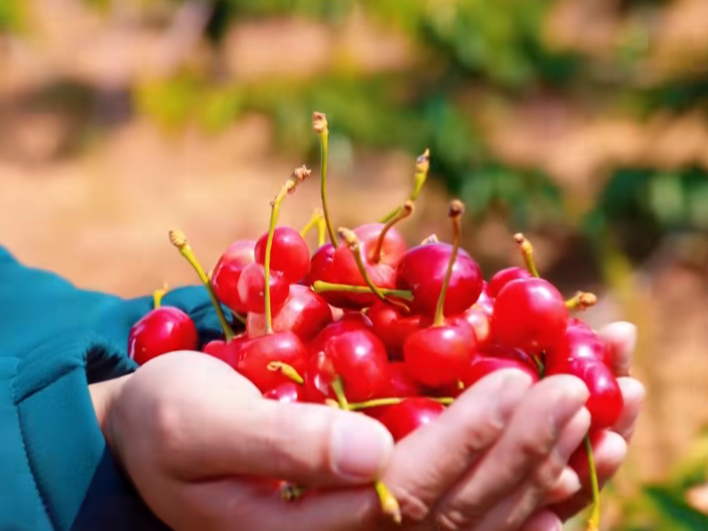 樱桃红了!快来山东赴一场甜蜜盛宴