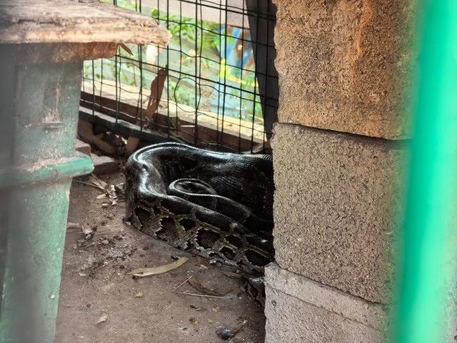 蛇是怎么钻进电动车 447.jpg