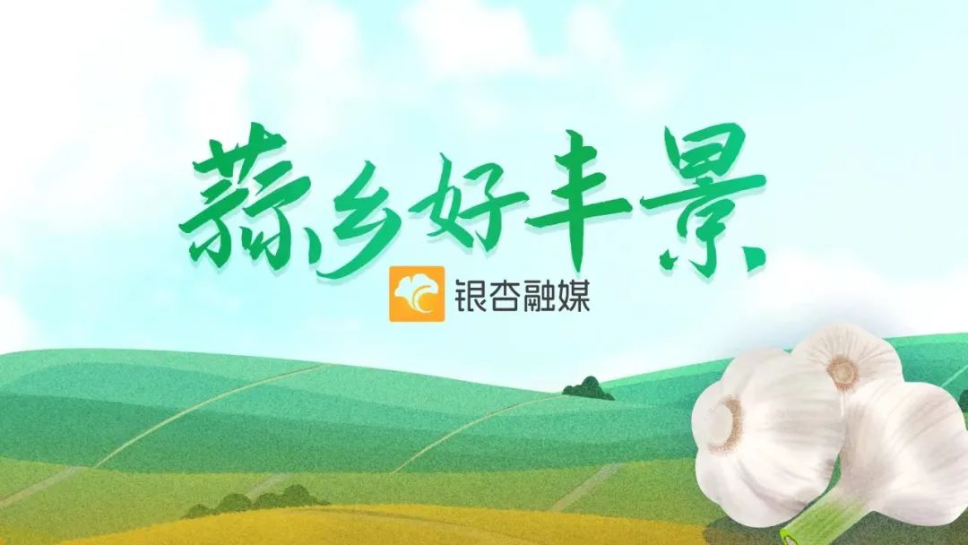 邳州,全力以"护"蒜收季