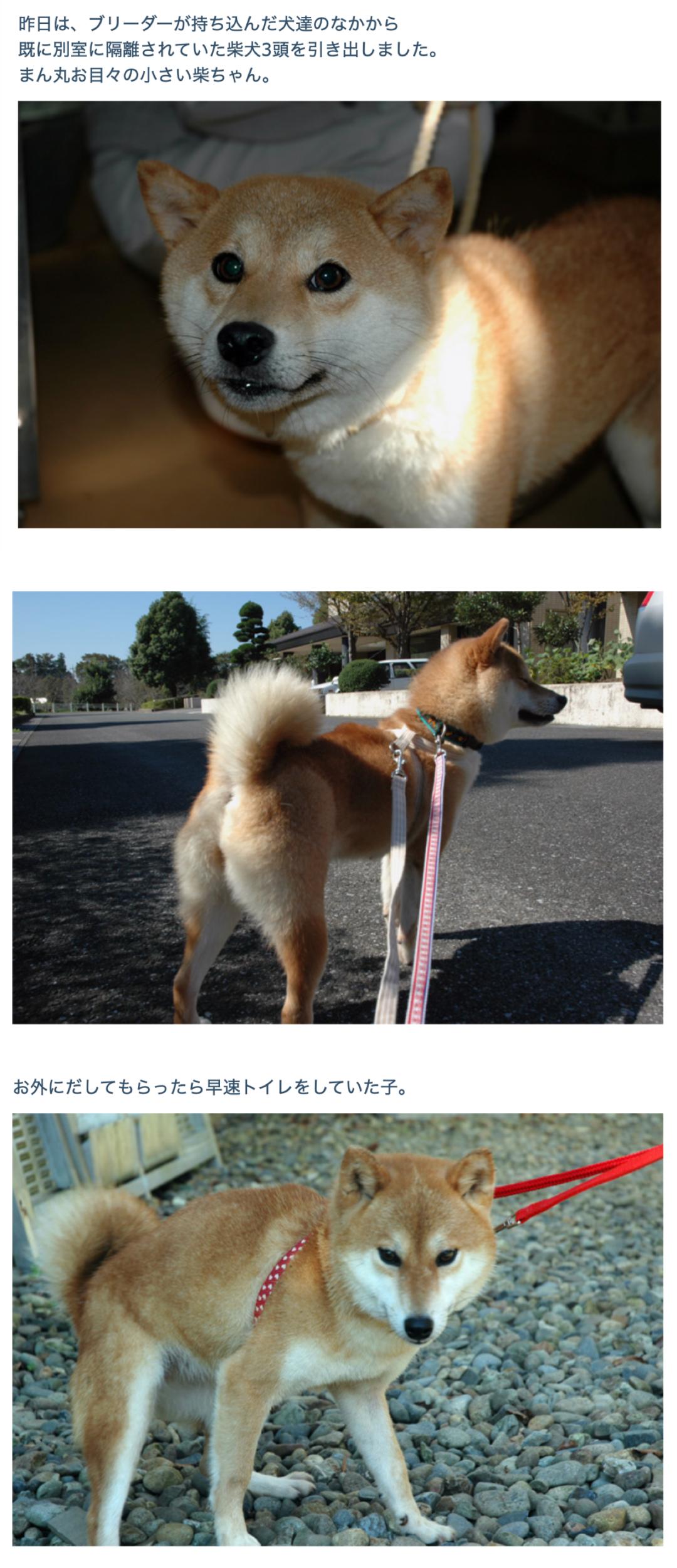 网红柴犬的18年,它也一定会这样在某处活下去吧