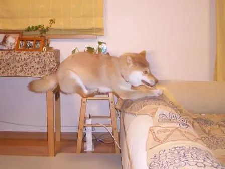 网红柴犬的18年,它也一定会这样在某处活下去吧