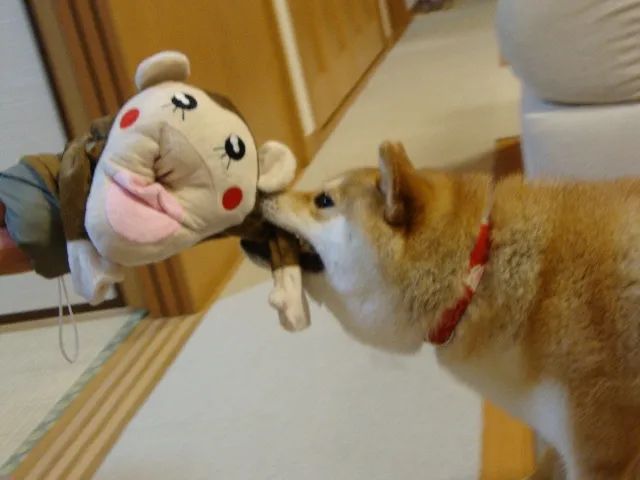 网红柴犬的18年,它也一定会这样在某处活下去吧