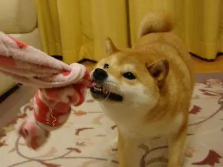 网红柴犬的18年,它也一定会这样在某处活下去吧