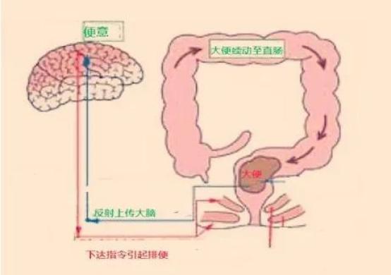 拉屎部位图片