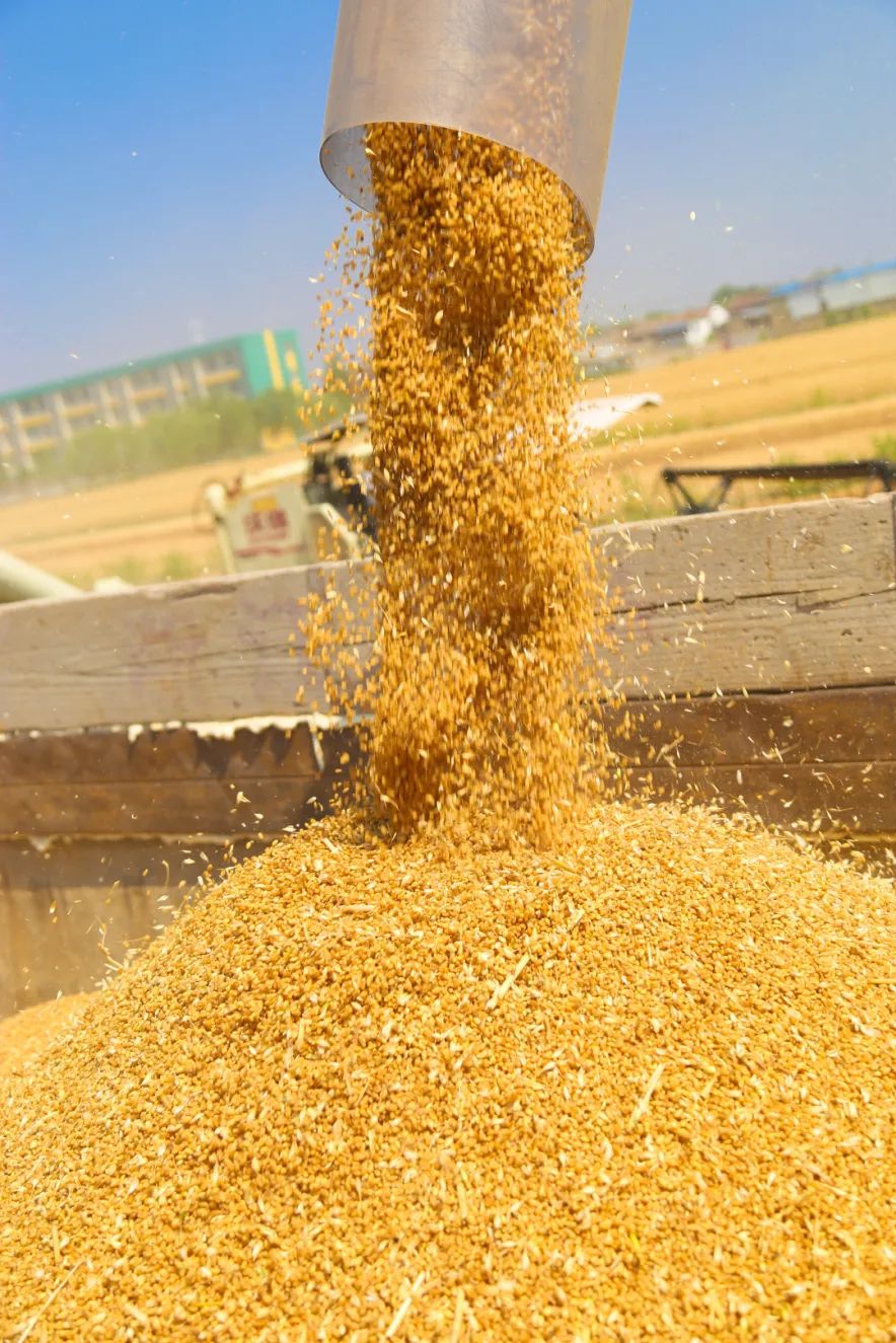 战"三夏"!夏粮丰收喜归仓