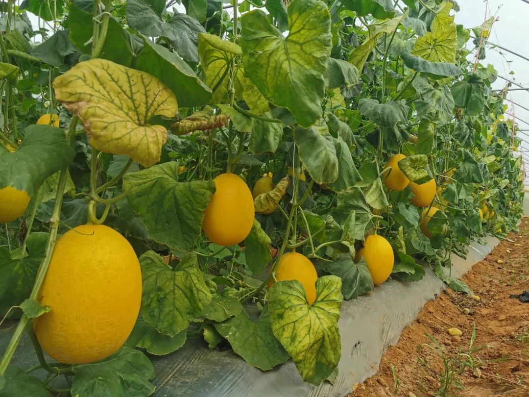 凝"新"聚力,携手同行 ——北海市女能人协会开展会员走访活动(银海区)