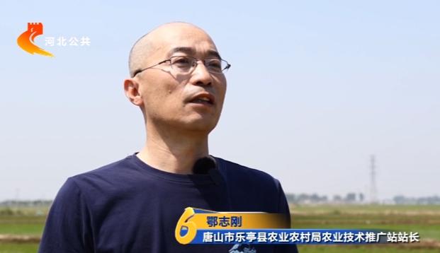 唐山乐亭:"三夏"时节插秧忙