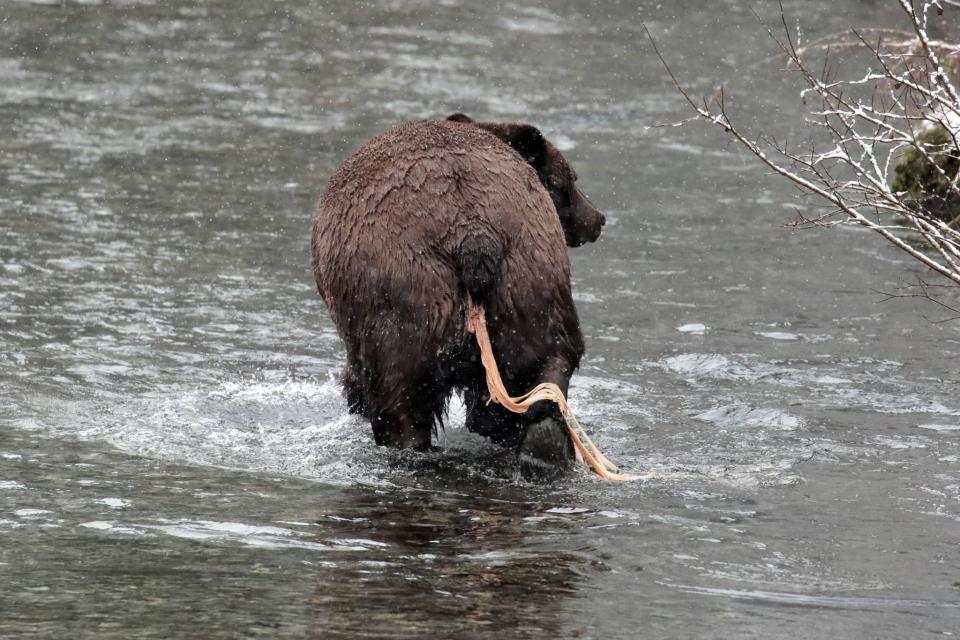 猎杀黑熊，还将其串成烤肉吃了，美国一家6口出现罕见疾病_澎湃号·湃客_澎湃新闻The Paper