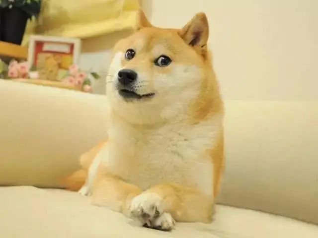 doge表情包原型去世