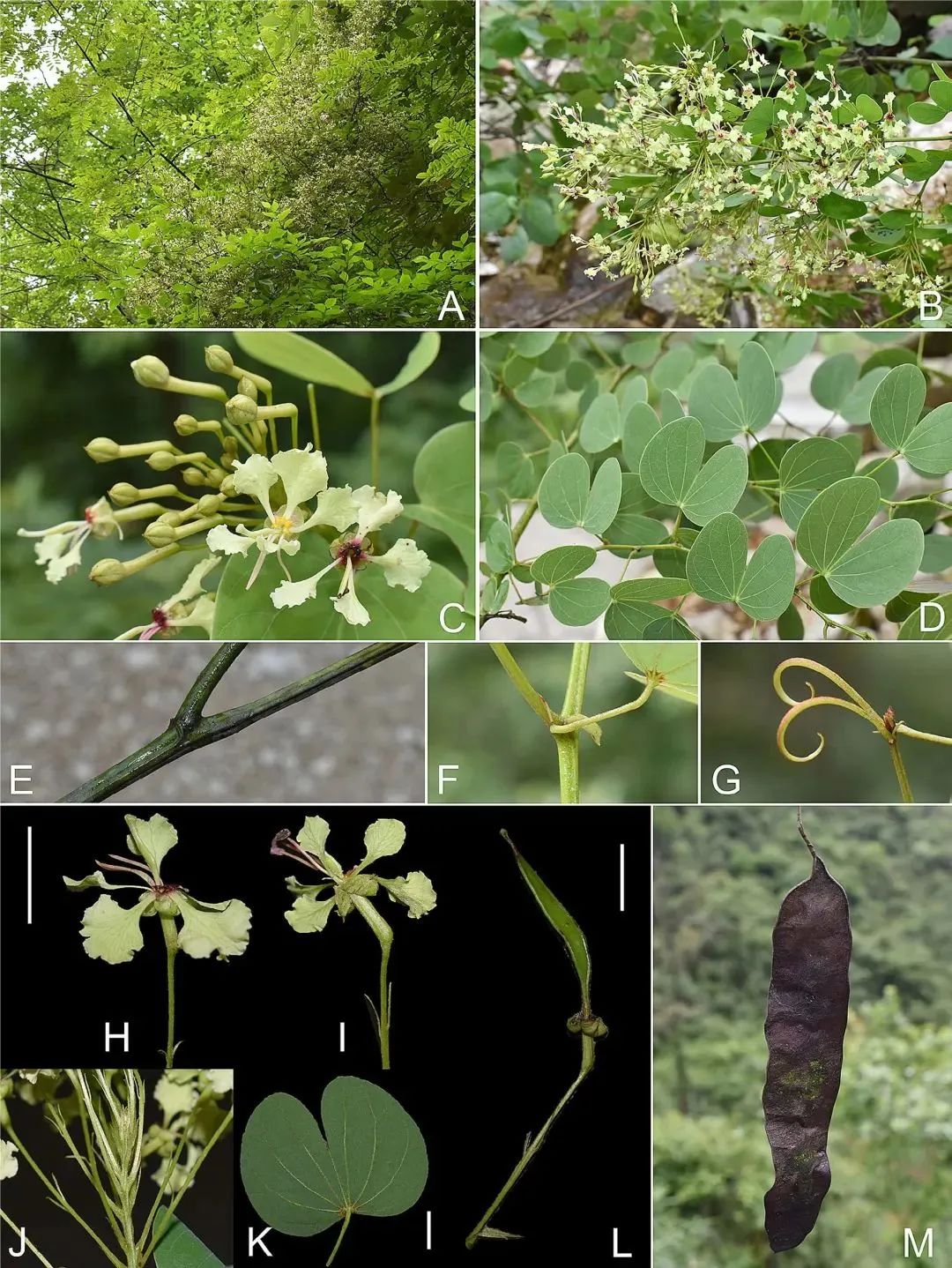 浅米草3号除螨虫图片