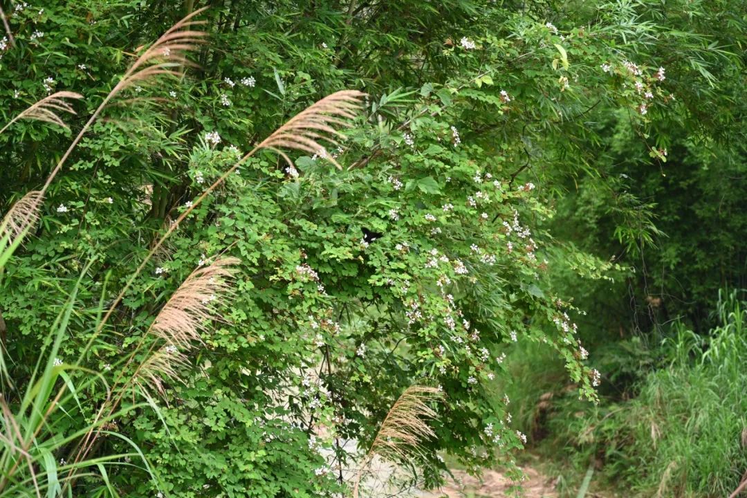 我老家遍地都是这种草,科学家却说它是个"新物种"?