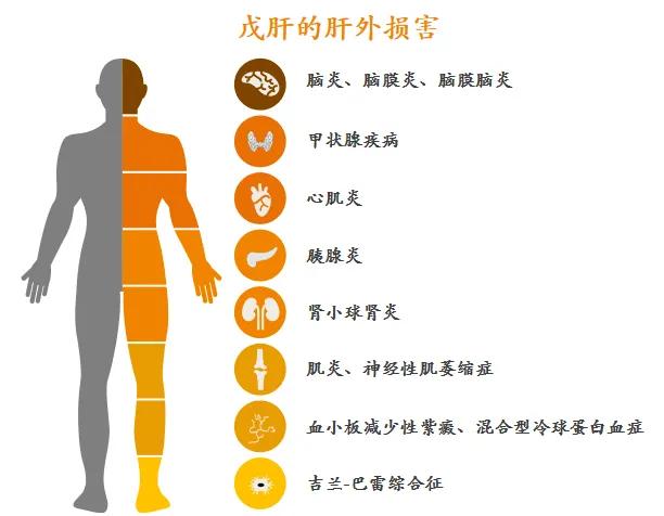 当"戊"之急,刻不容缓,预防戊肝,保护我们的"小心肝"