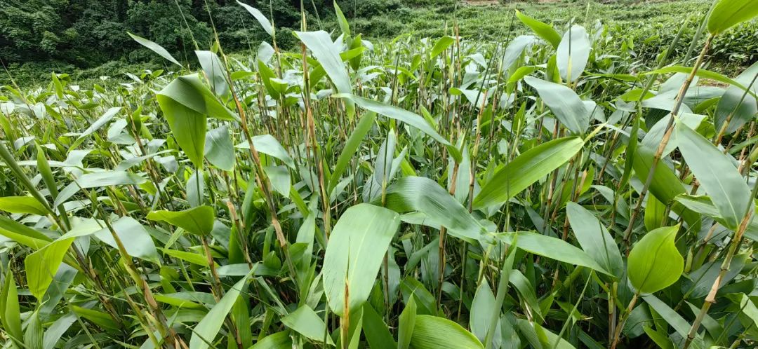 江西粽叶种植基地图片