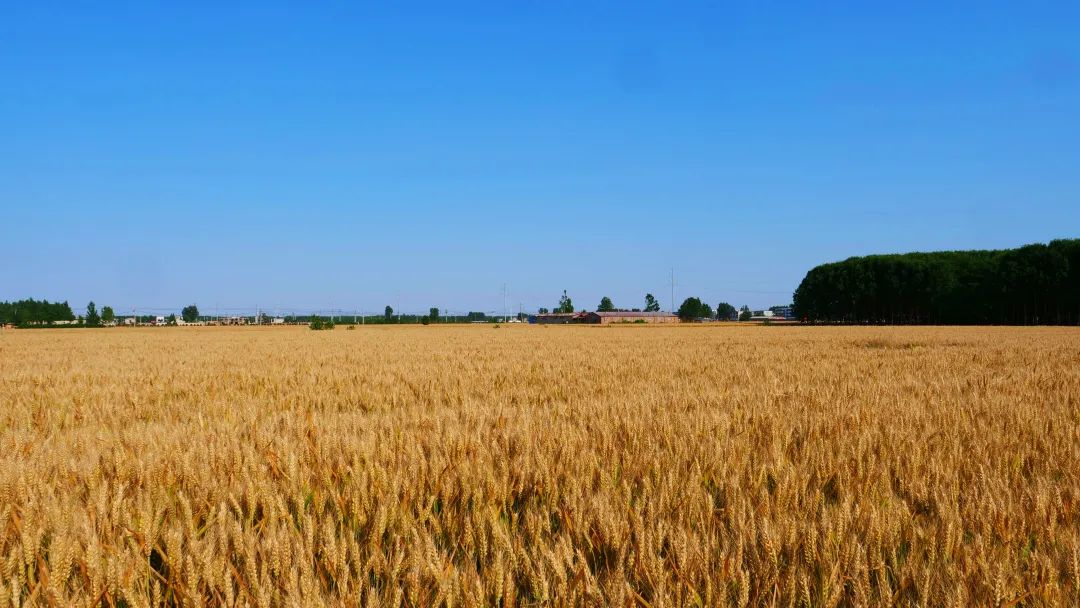 超出片!看磁县风吹麦浪